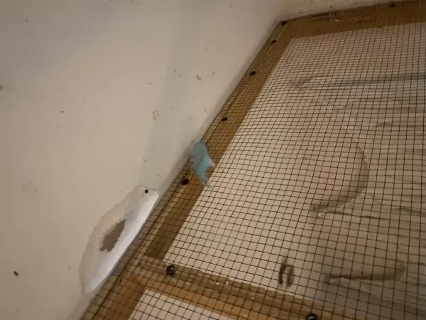 3 Aylık Dişi Rainbow Muhabbet Kuşu Üreticiden Dileyene Uçar