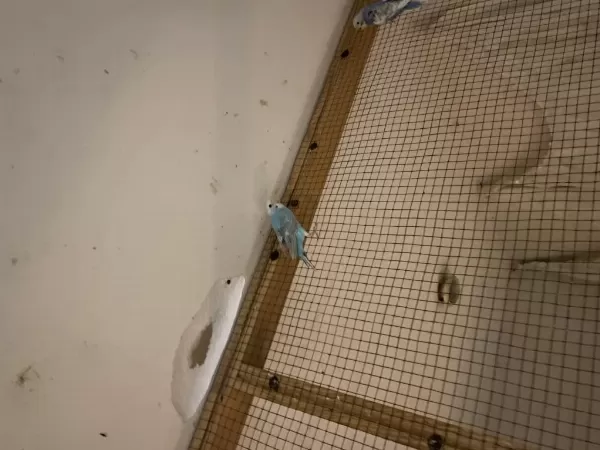 3 Aylık Dişi Rainbow Muhabbet Kuşu Üreticiden Dileyene Uçar