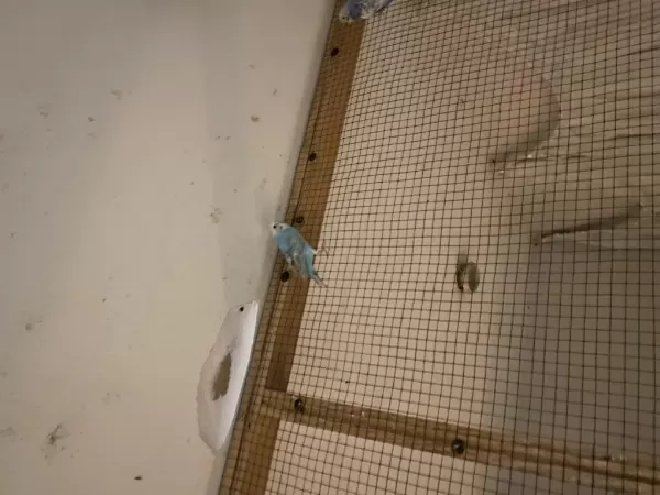 3 Aylık Dişi Rainbow Muhabbet Kuşu Üreticiden Dileyene Uçar