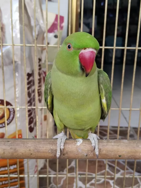 Konuşan Full Evcil Pakistan Papağanı