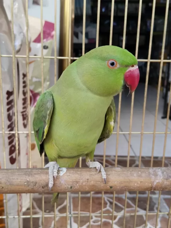 Konuşan Full Evcil Pakistan Papağanı