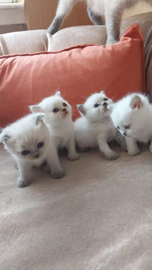 British Shorthair Yavrularım Yuvalarını Bekliyor