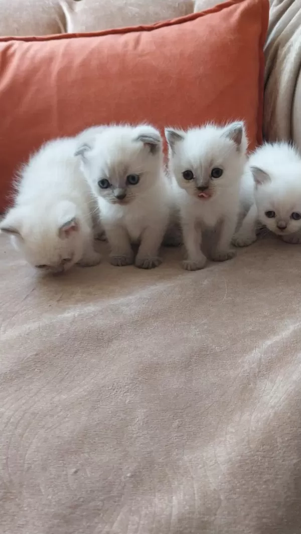 British Shorthair Yavrularım Yuvalarını Bekliyor