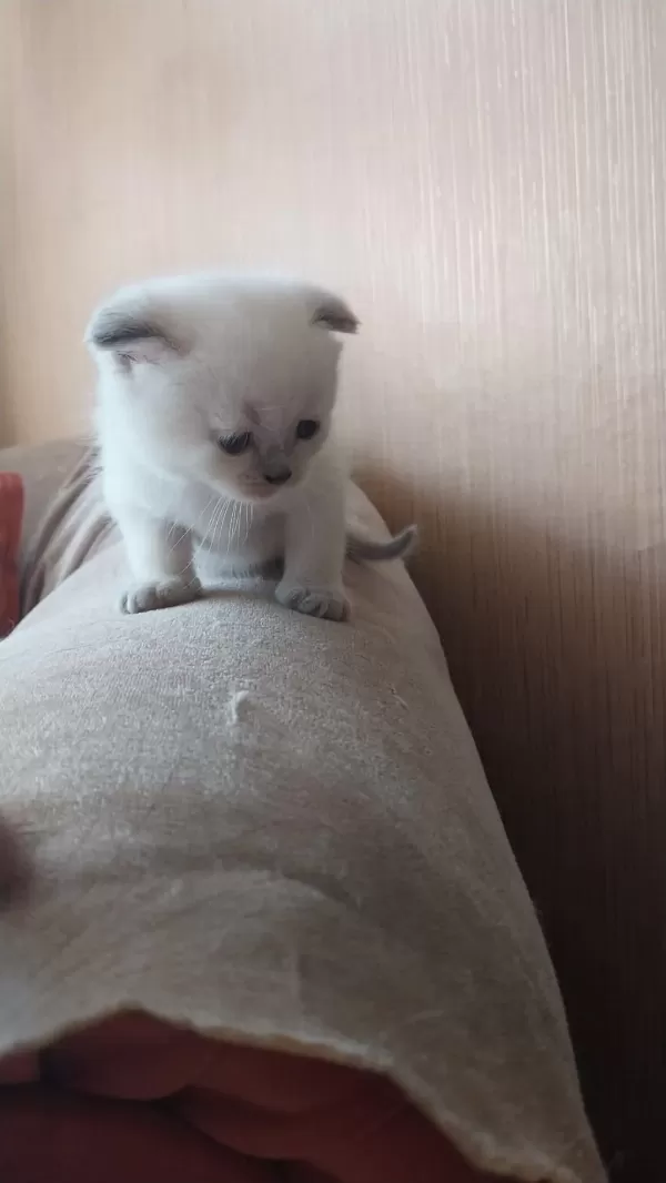 British Shorthair Yavrularım Yuvalarını Bekliyor
