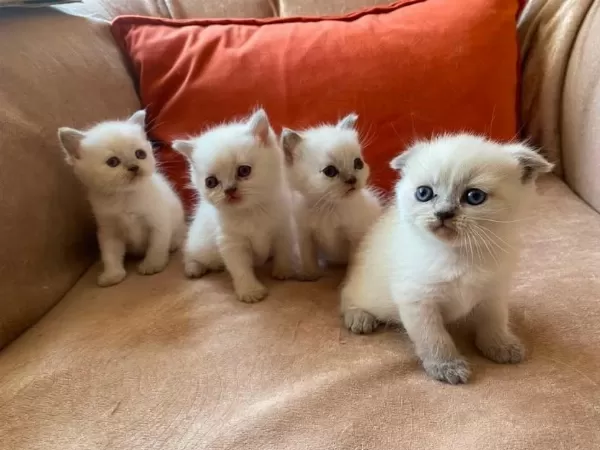 British Shorthair Yavrularım Yuvalarını Bekliyor
