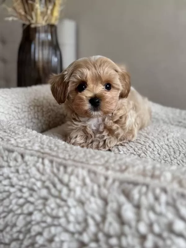 Maltipoo Yavrularımız Sıfır Boy