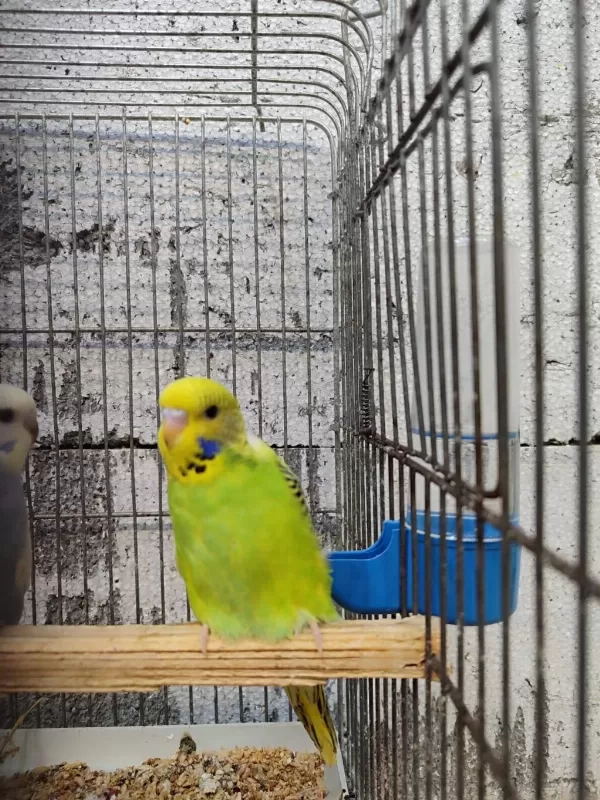 Harika Yavru Muhabbet Kuşu