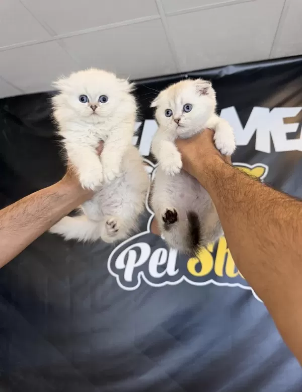 Top Kafa Scottish Fold Yavrular Ankara Mağazamızda