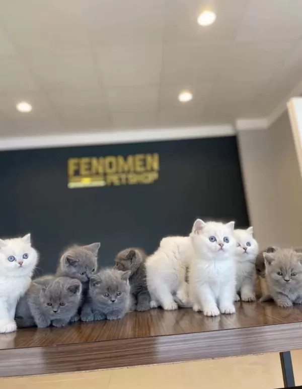 Top Kafa Scottish Fold Yavrular Ankara Mağazamızda