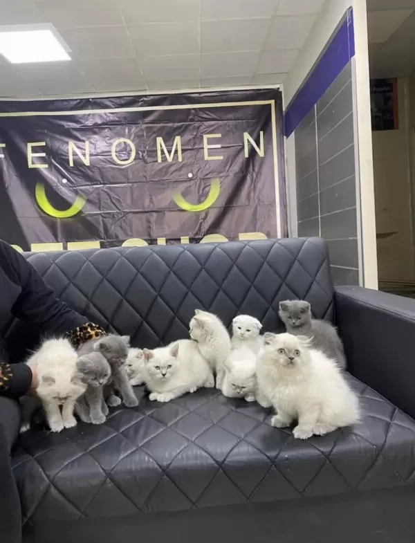 Top Kafa Scottish Fold Yavrular Ankara Mağazamızda