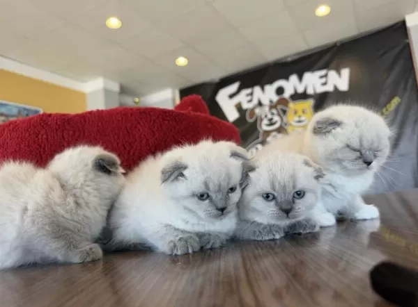 Top Kafa Scottish Fold Yavrular Ankara Mağazamızda