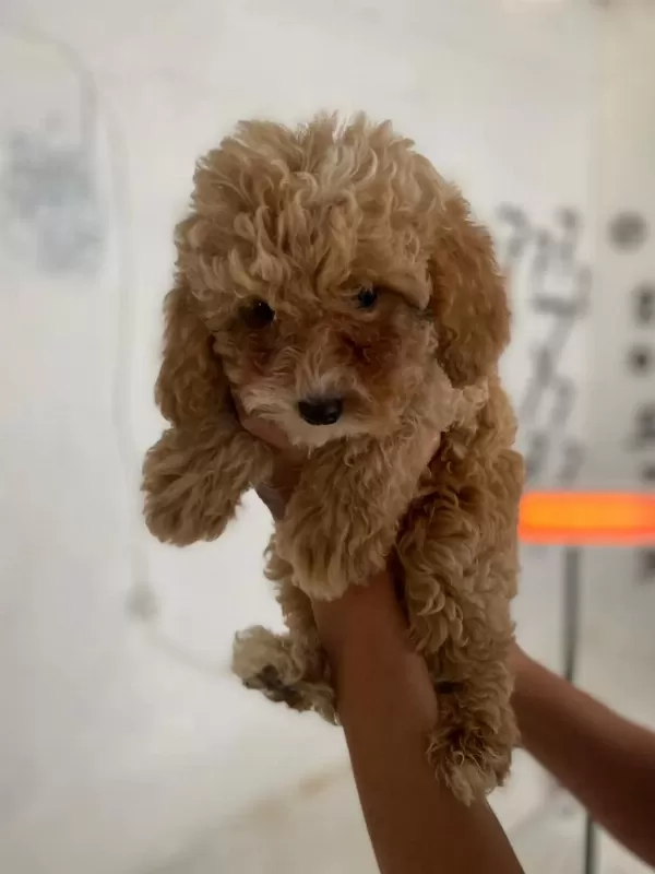 Maltipoo Minik Canlar Orijinal Ev Doğumlu