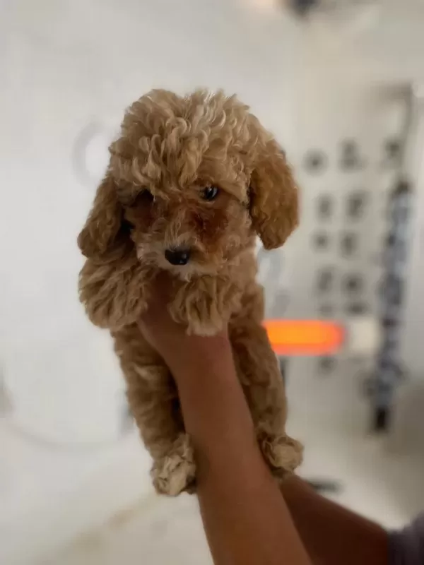 Maltipoo Minik Canlar Orijinal Ev Doğumlu