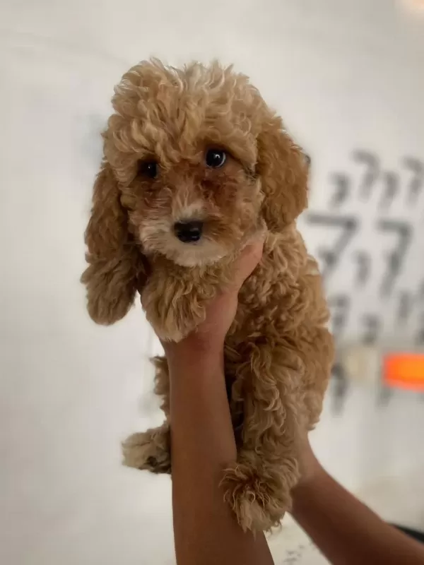 Maltipoo Minik Canlar Orijinal Ev Doğumlu