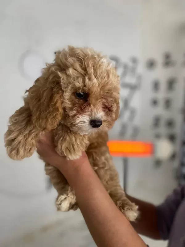 Maltipoo Minik Canlar Orijinal Ev Doğumlu