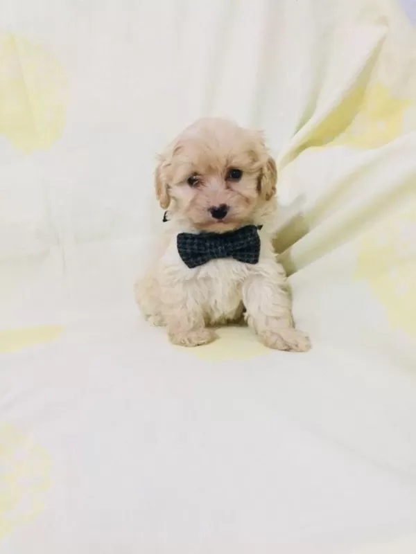 Maltipoo Yavrularım Orijinal Kg Garantili