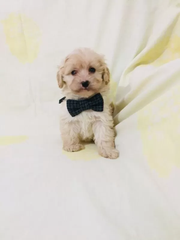Maltipoo Yavrularım Orijinal Kg Garantili