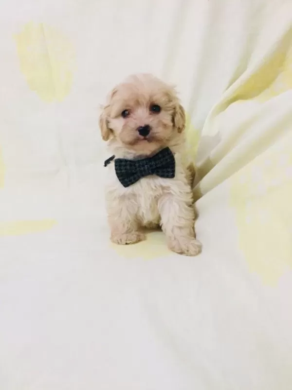 Maltipoo Yavrularım Orijinal Kg Garantili