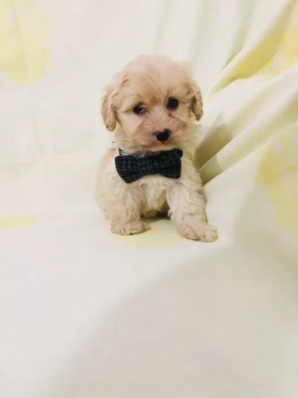 Maltipoo Yavrularım Orijinal Kg Garantili