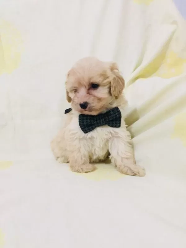 Maltipoo Yavrularım Orijinal Kg Garantili