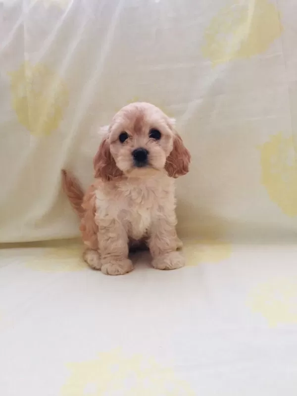 Maltipoo Yavrular Orijinal Ev Üretimi