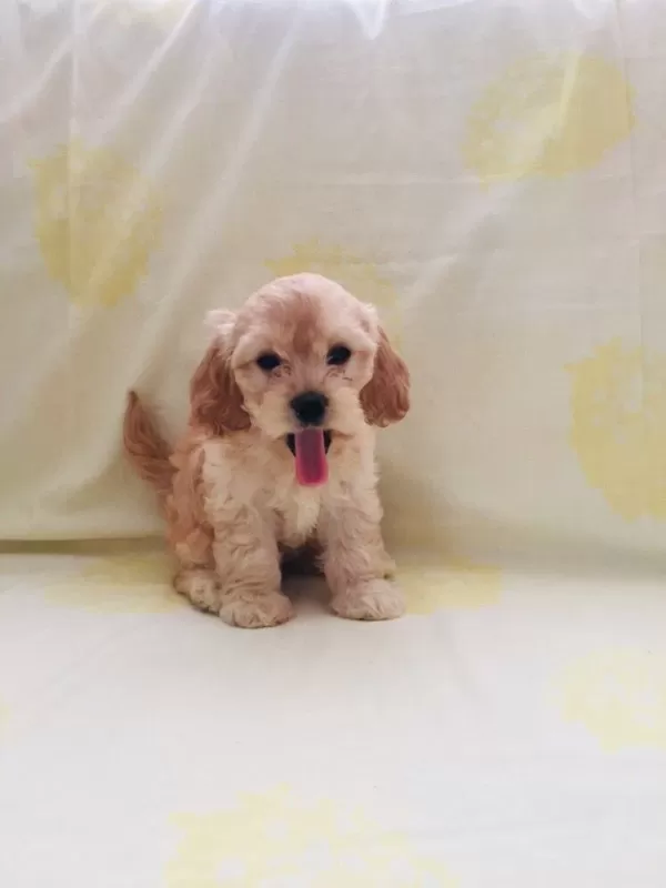 Maltipoo Yavrular Orijinal Ev Üretimi