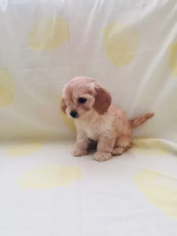 Maltipoo Yavrular Orijinal Ev Üretimi