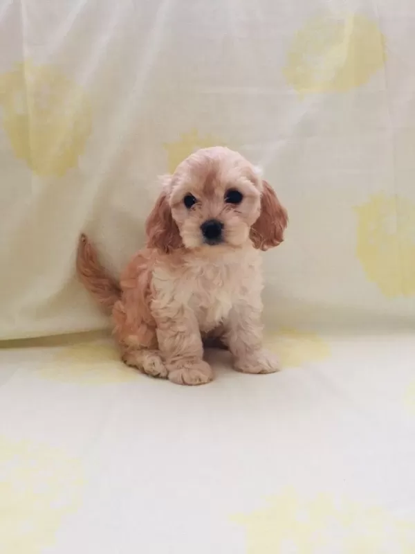 Maltipoo Yavrular Orijinal Ev Üretimi