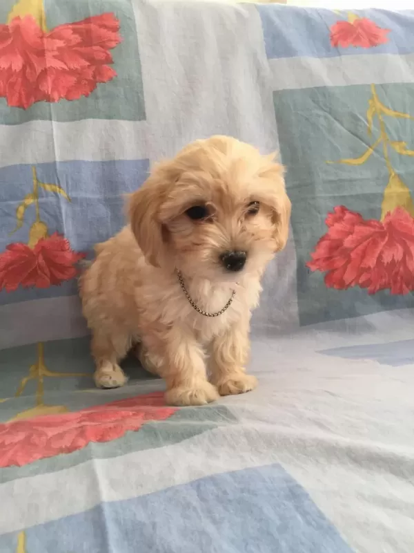 Maltipoo Can Dostlar