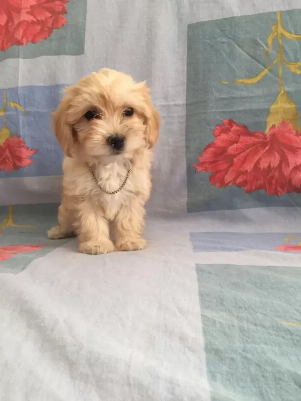 Maltipoo Can Dostlar