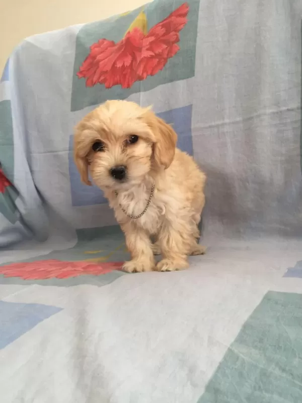 Maltipoo Can Dostlar