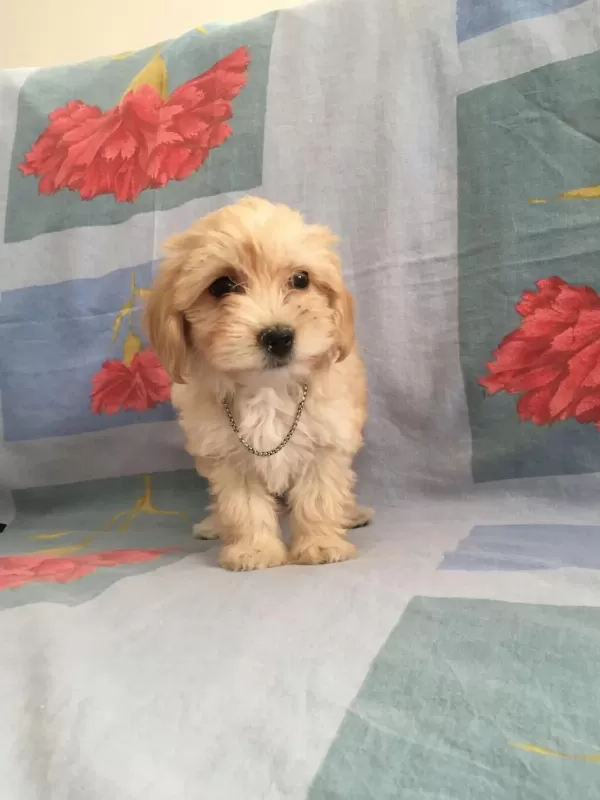 Maltipoo Can Dostlar