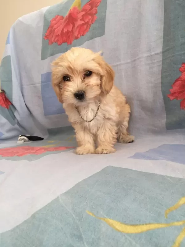 Maltipoo Can Dostlar