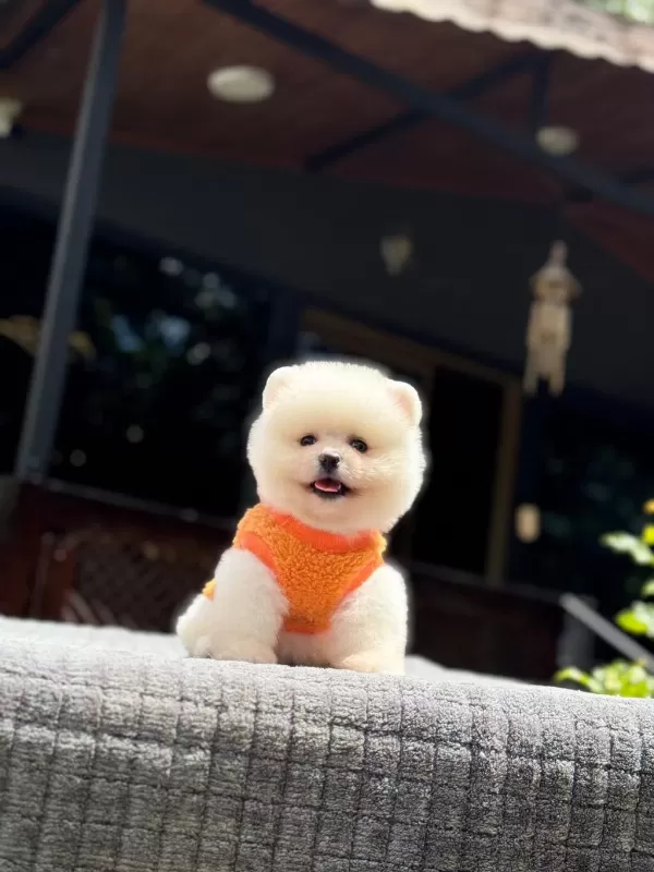 Sağlık Ve İrk Garantili Pomeranian Boo Yavru