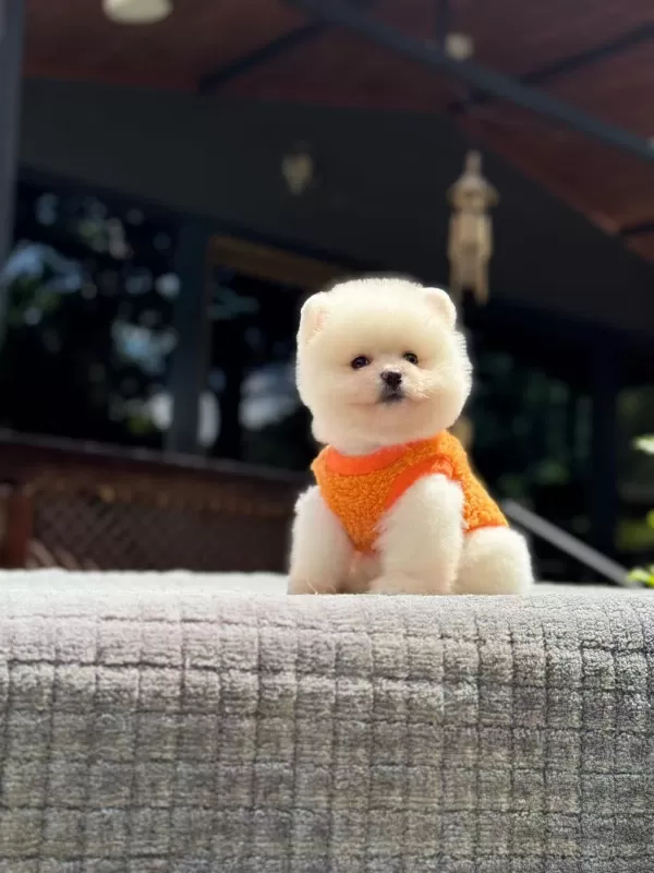 Sağlık Ve İrk Garantili Pomeranian Boo Yavru