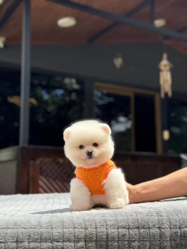 Sağlık Ve İrk Garantili Pomeranian Boo Yavru