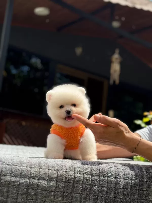 Sağlık Ve İrk Garantili Pomeranian Boo Yavru