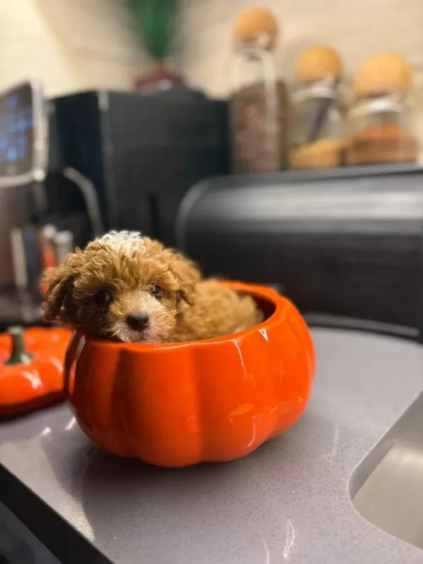 Maltipoo Yavrularım Orijinal