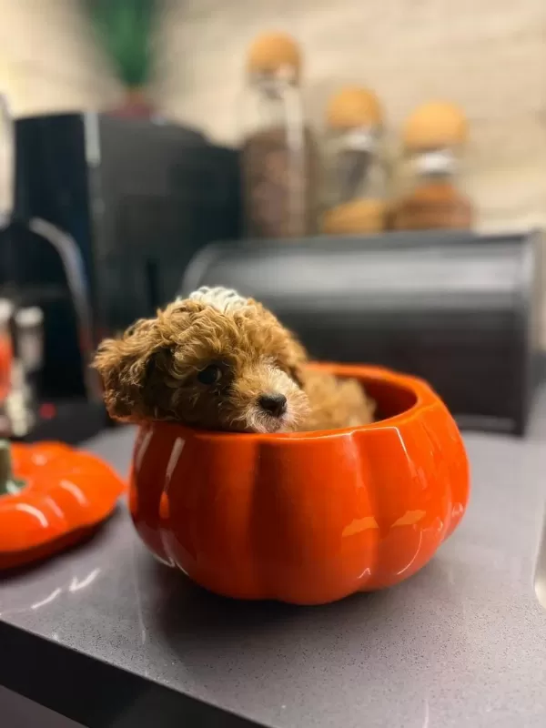 Maltipoo Yavrularım Orijinal