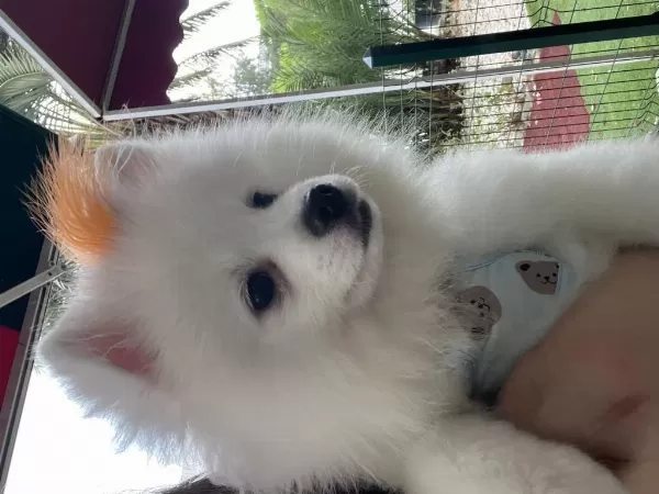 Safkan Pomeranian 22 Ocak Doğumlu Çipli Aşıları Tam