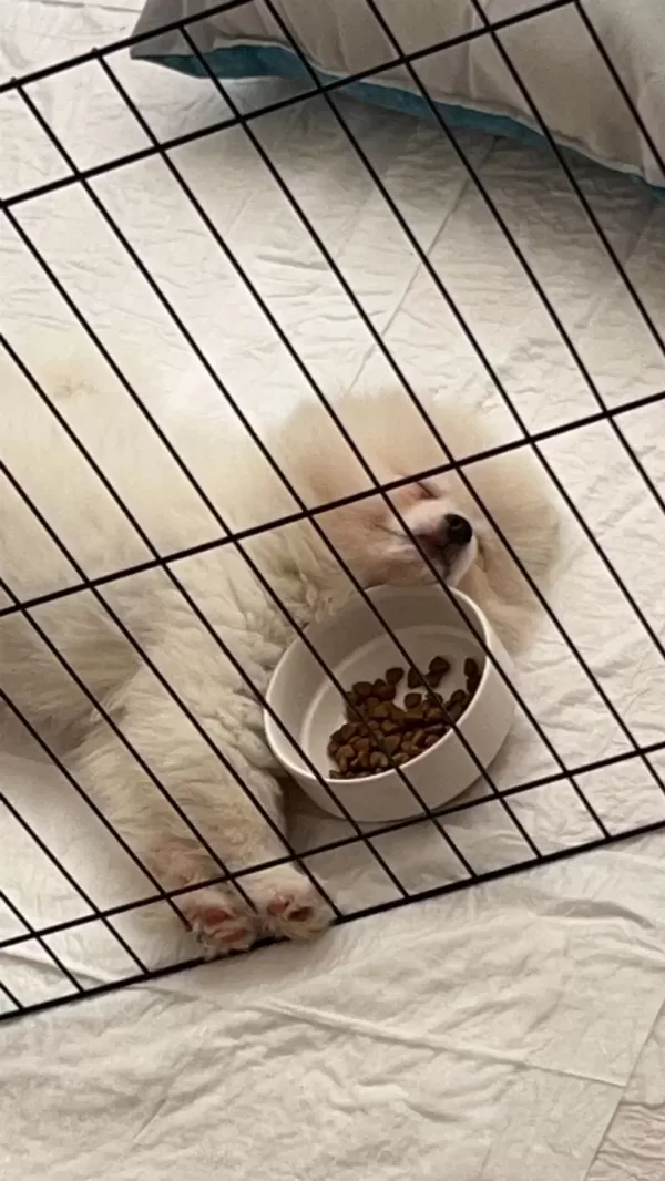 Safkan Pomeranian 22 Ocak Doğumlu Çipli Aşıları Tam