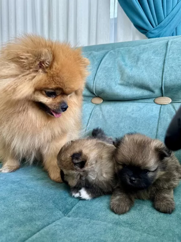 Pomeranian Teddy Bear Yavrularımız