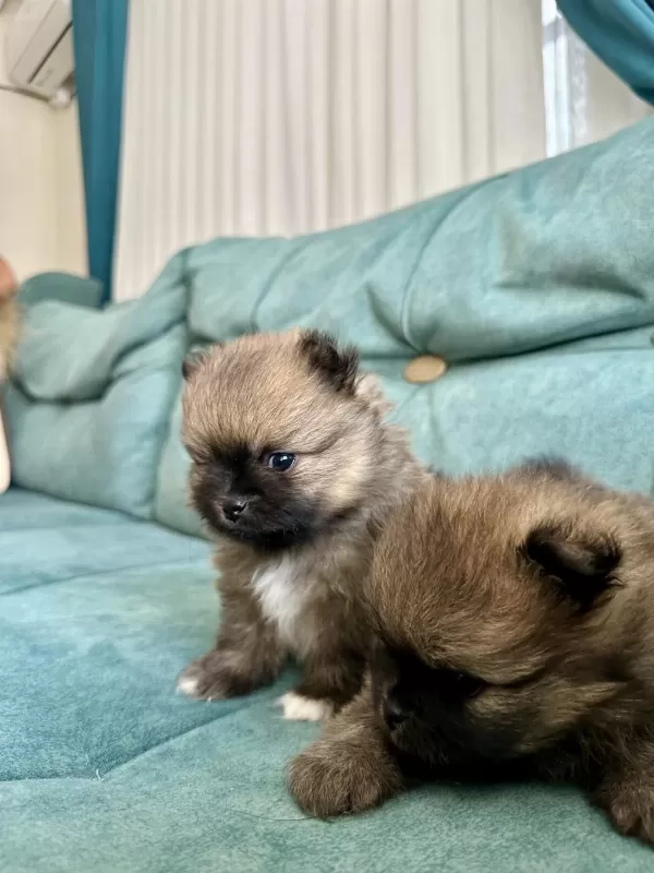 Pomeranian Teddy Bear Yavrularımız