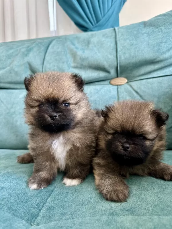 Pomeranian Teddy Bear Yavrularımız