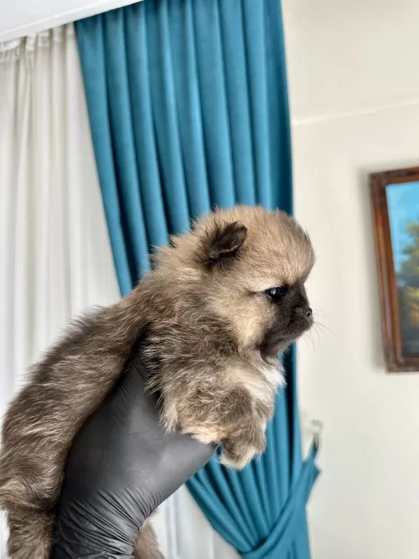 Pomeranian Teddy Bear Yavrularımız