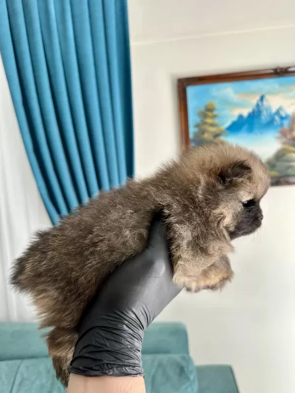 Pomeranian Teddy Bear Yavrularımız
