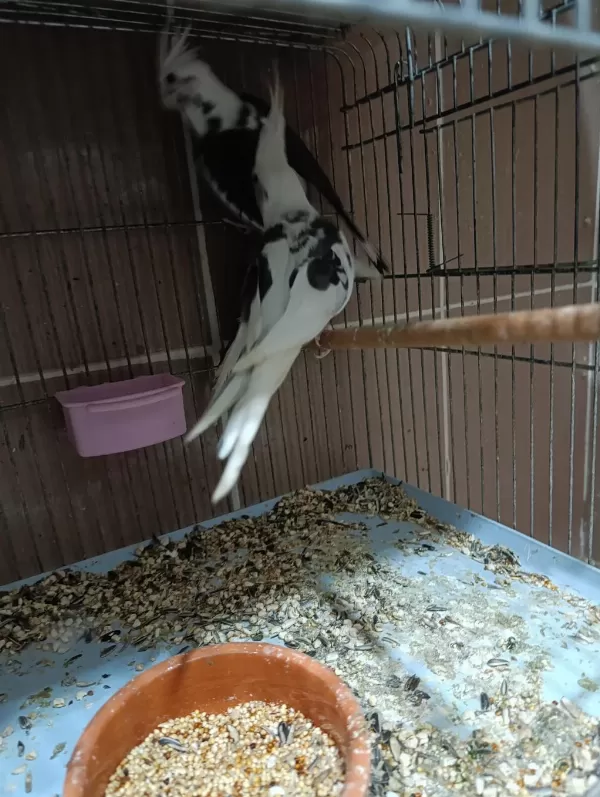 Wf Sultan Papağanı Takım