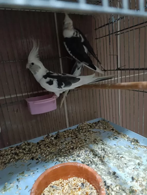 Wf Sultan Papağanı Takım