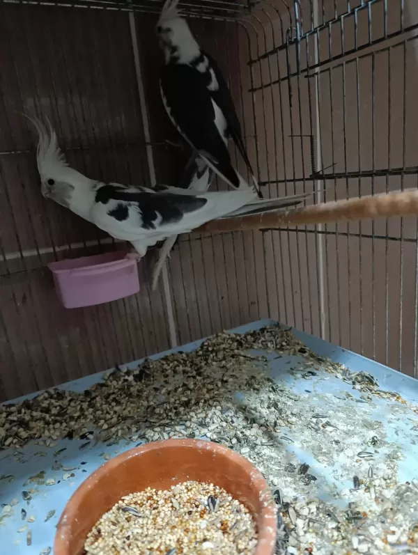 Wf Sultan Papağanı Takım
