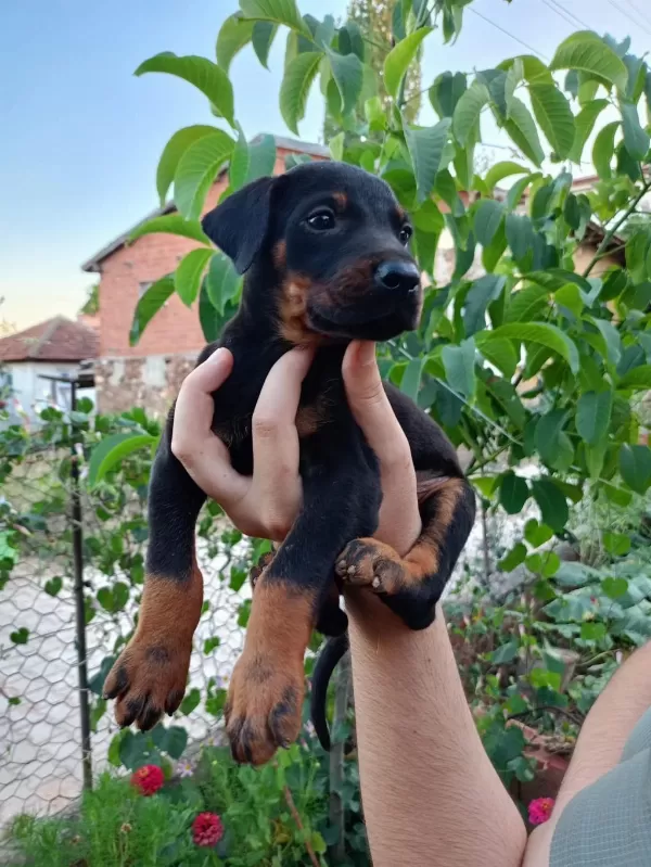 A Kalite Doberman Yavrular